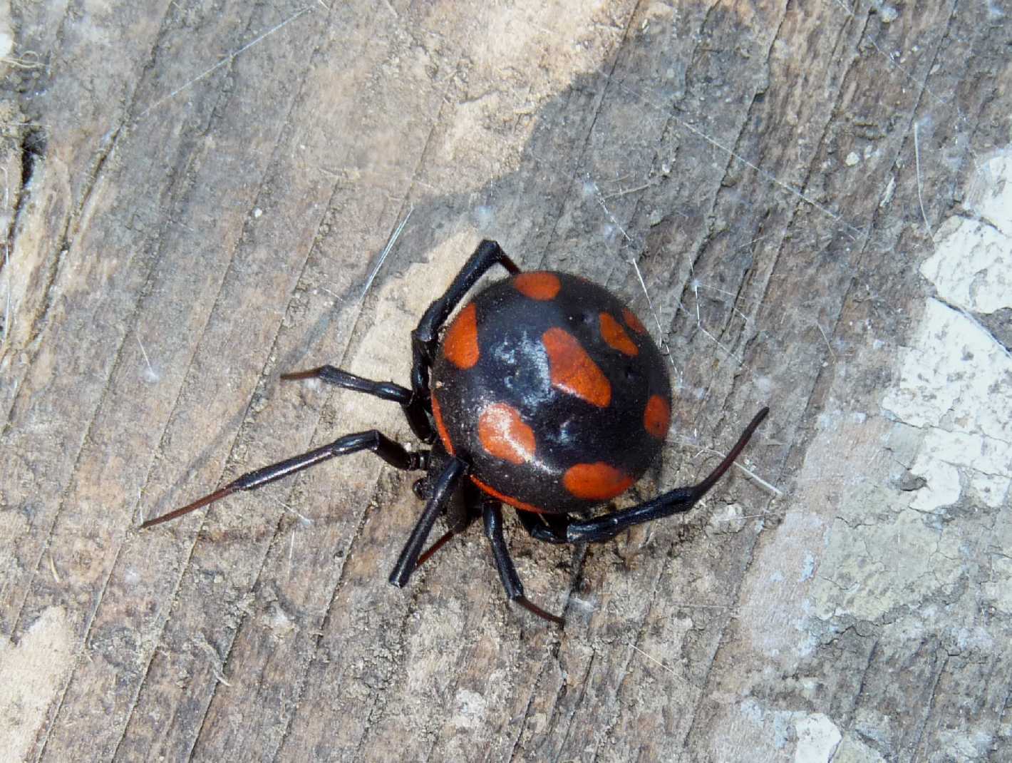 I Latrodectus sono ancora numerosi?